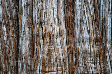 old wood texture background