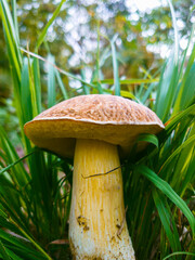 mushroom in the grass. Autumn in the forest