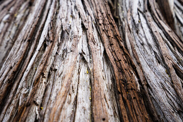 old wood texture