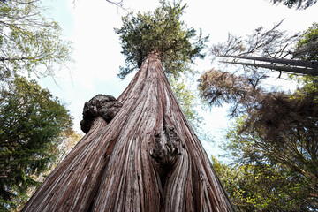 Tall tree in forest