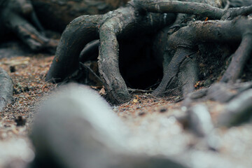 Close-up of tree roots