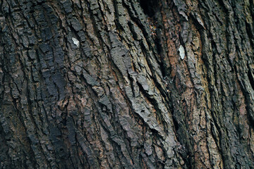 Tree texture and Moths