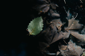 Leaf on water with dead leaves underneath