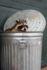 Raccoon (Procyon lotor) Looks Out Of Trash Can Lid Behind Autumn © hkuchera
