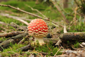 a beautiful little red round fly agaric mushroom with white dots closeup and a soft green background in the forest