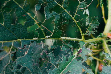 Close-up of a plant