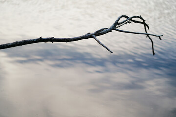 Tree branch floating on top of a pond