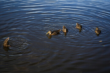 ducks in the lake