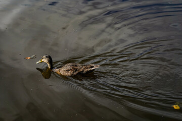 Duck swimming 
