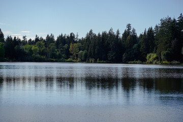 lake in the forest