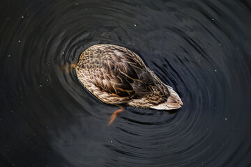Duck in water 