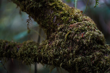 Green moss on the tree