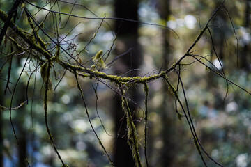Branches of a tree with moss