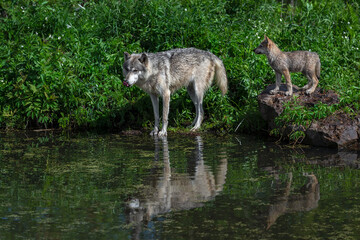 Obraz premium Grey Wolf (Canis lupus) Reflected Adult Licks Nose Pup on Rock Behind Summer
