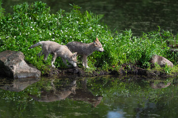 Grey Wolf (Canis lupus) Pups Walk Along Edge of Island Reflected in Water Summer