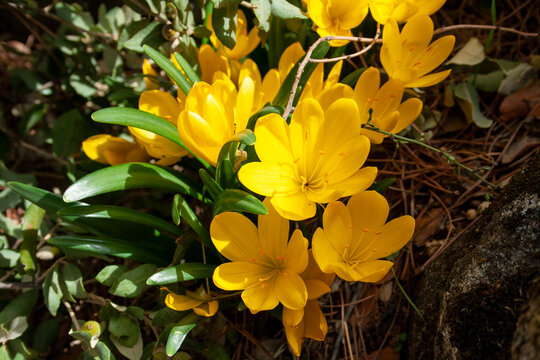 golden crocus that grows spontaneously in the gardens of urbanizations