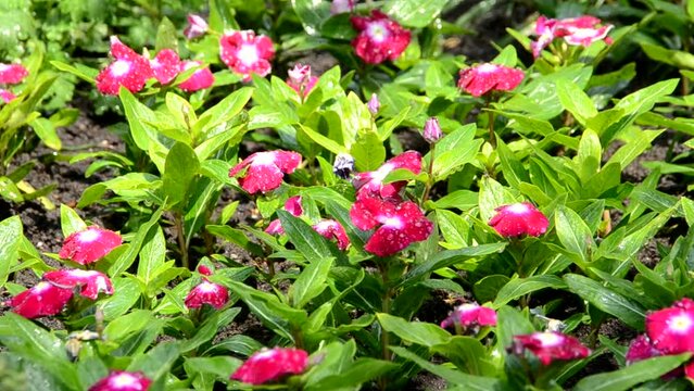 Rain and Flower Garden with grass.