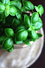 Fresh basil leaves in a pot on a dark background.