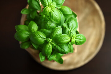 Fresh basil leaves in a pot on a dark background.