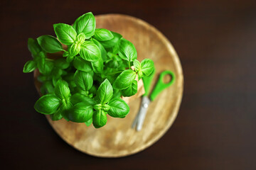 Fresh basil leaves in a pot on a dark background.