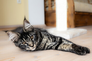 Maine Coon at the age of four months nestled comfortably on the floor at home