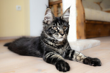 Maine Coon at the age of four months lies quietly on the floor at home