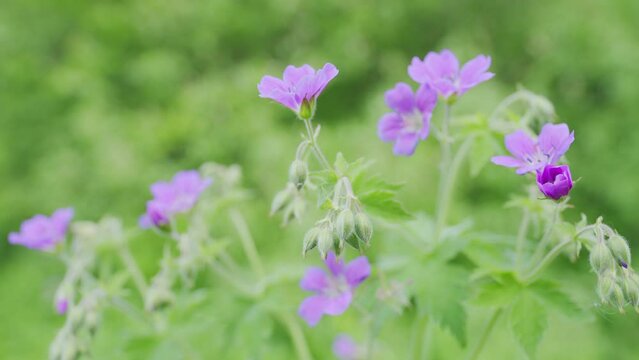 Pink violet flower in wild forest nature beauty flora green background. Slow motion.