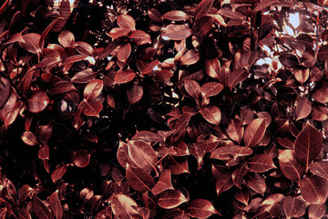 Camellia japonica, common camellia, or Japanese camellia green leaves on tree as botanical natural background, backdrop