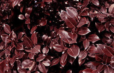 Camellia japonica, common camellia, or Japanese camellia green leaves on tree as botanical natural background, backdrop