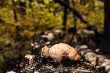 Autumn in the Countryside Forests of Franconia near Schweinfurt in Bavaria, Germany in Europa