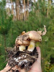 Two edible mushrooms with a piece of earth under them on the hand. The forest background is blurred