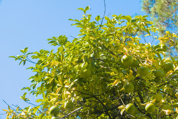 Pomelo, citrus grandis, Citrus maxima green fruits on branches of tree during sunny day