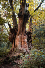 Fototapeta na wymiar Big Old Chestnut Tree. Monumental tree. Centenary tree. Montseny Natural Park