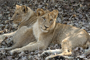 Two young lions lying in Lower Zambezi National Park, Zambia