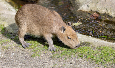 Capybara (Hydrochoerus hydrochaeris) is the world's largest rodent. It is also called river pig, as it thrives in water. Odense zoo, Denmark, Europe