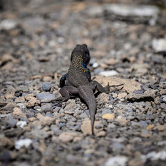 Gallotia galloti, Gallot's lizard, Tenerife lizard, Western Canaries lizard
