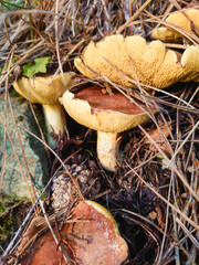 Mushroom in autumn. Boletus, funghi, color autumn
