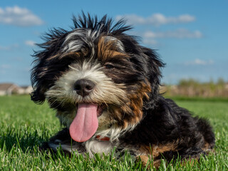 Mal-Shi Pet Puppy Dog