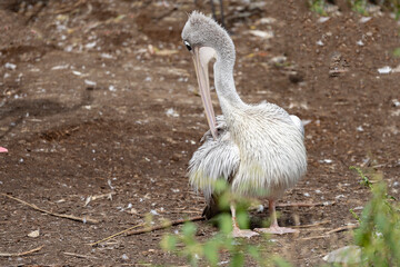 Pelicans (Latin: Pelecanidae) are a family of birds, which contains 8 species in the genus Pelecanus. Odense zoo, Denmark, Scandinavia, Europe