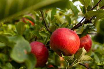 ripe red topaz apples on a tree