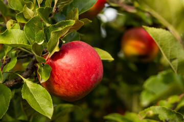 ripe red topaz apples on a tree