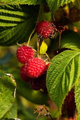 ripe raspberries in a garden