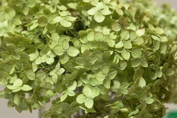 Close up dried greenish hydrangea flowers, background.