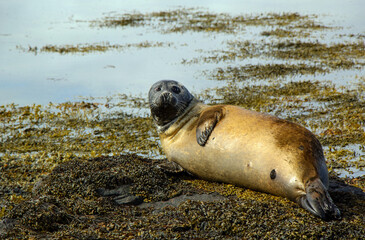 Golden seal at Ytri Tunga beach Iceland