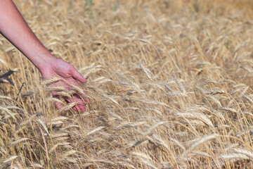 man's hand strokes ears of wheat in the field