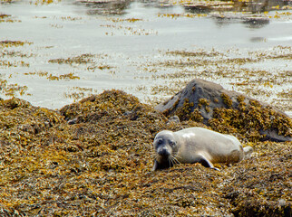 Common seal at Ytri Tunga beach Iceland