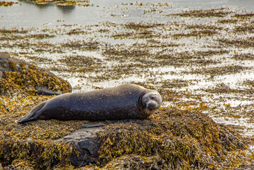 Common seal at Ytri Tunga beach Iceland