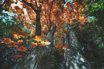 Serene and beautiful scenics and scenery landscapes from rural Ontario during the fall and autumn season of October, featuring outbuildings, churches and barns.  