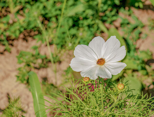 White kosmeya in the garden in summer. Scientific name Cosmos bipinnatus, Aster family.