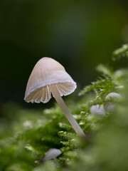 Angel's Bonnet - Mycena arcangeliana